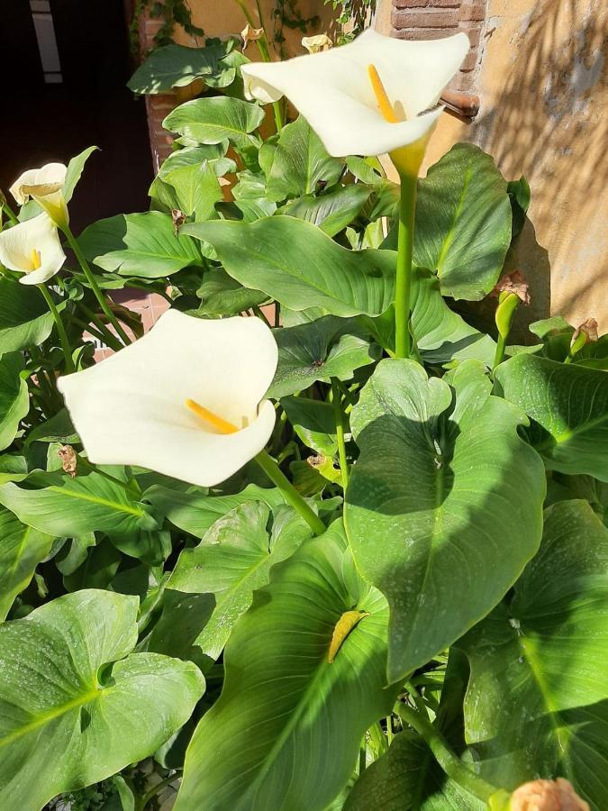 Il Giardino Sul Corso Apartment Scafati Luaran gambar